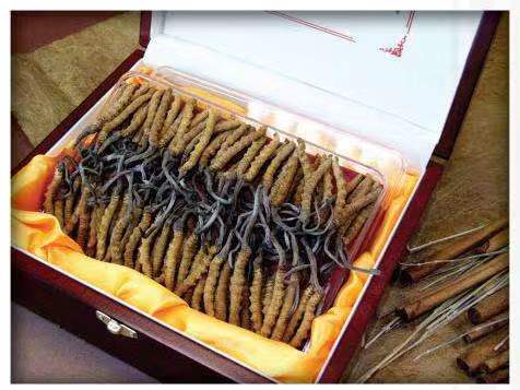 富文镇冬虫夏草回收